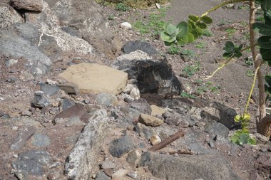 Atlantoxerus getulus Ekim ayında Fuerteventura adasında yaşar. Barbar sincap (