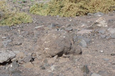 Atlantoxerus getulus Ekim ayında Fuerteventura adasında yaşar. Barbar sincap (