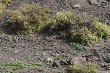 Atlantoxerus getulus Ekim ayında Fuerteventura adasında yaşar. Barbar sincap (