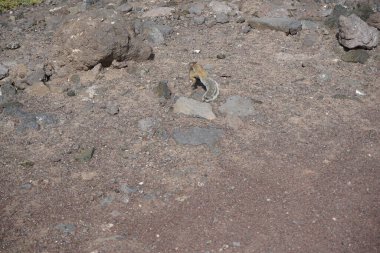 Atlantoxerus getulus Ekim ayında Fuerteventura adasında yaşar. Barbar sincap (