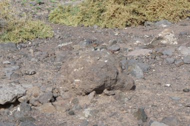 Atlantoxerus getulus Ekim ayında Fuerteventura adasında yaşar. Barbar sincap (