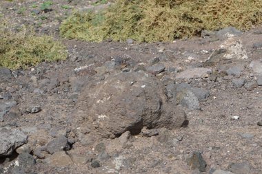 Atlantoxerus getulus Ekim ayında Fuerteventura adasında yaşar. Barbar sincap (