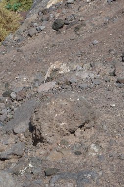 Atlantoxerus getulus Ekim ayında Fuerteventura adasında yaşar. Barbar sincap (