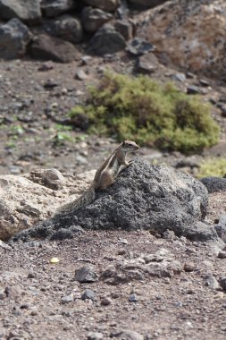 Atlantoxerus getulus Ekim ayında Fuerteventura adasında yaşar. Barbar sincap (