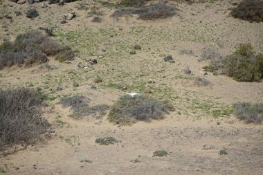 Bubulcus Ibis, Las Gaviotas 'taki Kuş izleme istasyonunun çevresinde yürüyor. Ekin (