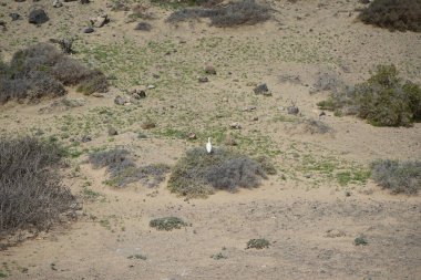 Bubulcus Ibis, Las Gaviotas 'taki Kuş izleme istasyonunun çevresinde yürüyor. Ekin (
