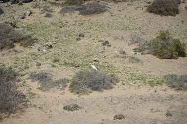 Bubulcus Ibis, Las Gaviotas 'taki Kuş izleme istasyonunun çevresinde yürüyor. Ekin (