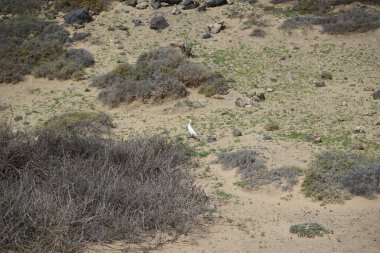 Bubulcus Ibis, Las Gaviotas 'taki Kuş izleme istasyonunun çevresinde yürüyor. Ekin (