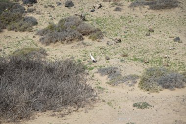Bubulcus Ibis, Las Gaviotas 'taki Kuş izleme istasyonunun çevresinde yürüyor. Ekin (