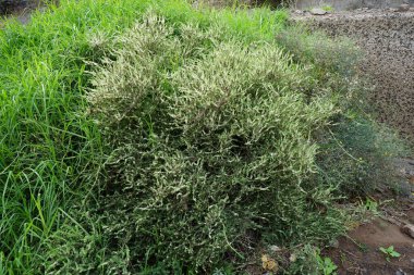 Suaeda vera ekim ayında çiçek açar. Suaeda vera, Amaranthaceae familyasından, eskiden Chenopodiaceae adı altında sınıflandırılan bir bitki türüdür. Las Gaviotas, Fuerteventura, İspanya.