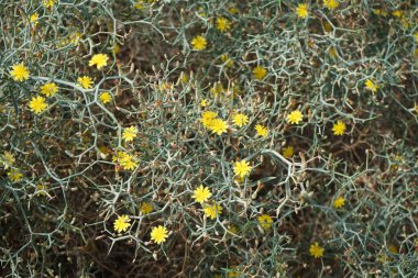 Çamaşır bahçeleri ekim ayında sarı çiçeklerle çiçek açar. Launaea arborescens, Asteraceae familyasından bir bitki türü. Las Gaviotas, Fuerteventura, Las Palmas, Kanarya Adaları, İspanya.