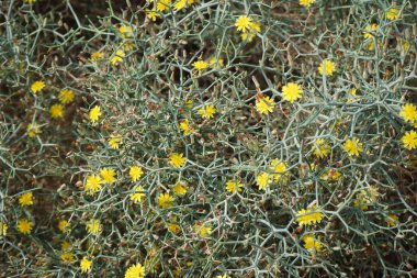 Çamaşır bahçeleri ekim ayında sarı çiçeklerle çiçek açar. Launaea arborescens, Asteraceae familyasından bir bitki türü. Las Gaviotas, Fuerteventura, Las Palmas, Kanarya Adaları, İspanya.