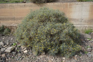 Çamaşır bahçeleri ekim ayında sarı çiçeklerle çiçek açar. Launaea arborescens, Asteraceae familyasından bir bitki türü. Las Gaviotas, Fuerteventura, Las Palmas, Kanarya Adaları, İspanya.