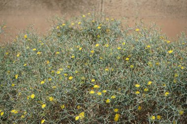 Çamaşır bahçeleri ekim ayında sarı çiçeklerle çiçek açar. Launaea arborescens, Asteraceae familyasından bir bitki türü. Las Gaviotas, Fuerteventura, Las Palmas, Kanarya Adaları, İspanya.