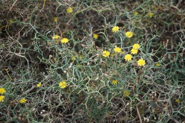 Çamaşır bahçeleri ekim ayında sarı çiçeklerle çiçek açar. Launaea arborescens, Asteraceae familyasından bir bitki türü. Las Gaviotas, Fuerteventura, Las Palmas, Kanarya Adaları, İspanya.