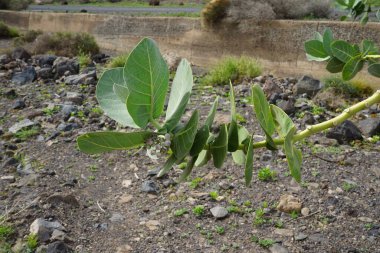 Calotropis procera ekim ayında büyür. Calotropis procera, Apocynaceae familyasından bir bitki türü. Las Gaviotas, Fuerteventura, Las Palmas, Kanarya Adaları, İspanya.