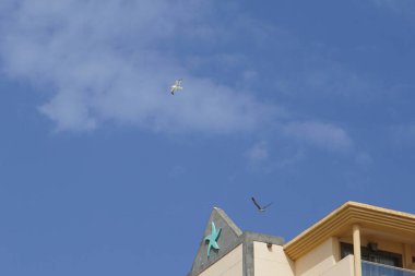 Kuşlar Larus michahellis ve Calonectris diomedea Ekim ayında gökyüzünde uçarlar. Scopoli 'nin yelkovan kuşu Calonectris diomedea, maringiller (Procellaridae) familyasından bir deniz kuşudur. Las Gaviotas, Las Palmas, Kanarya Adaları, İspanya.