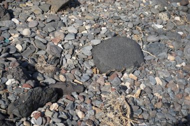 Vanessa Cardui kelebeği ekim ayında taşların üzerinde oturur. Vanessa Cardui, Cynthia Cardui, boyalı bayan, tüm kelebek türlerinin en yaygın olanıdır. Costa Calma, Fuerteventura, Las Palmas, Kanarya Adaları, İspanya.