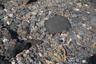 Vanessa Cardui kelebeği ekim ayında taşların üzerinde oturur. Vanessa Cardui, Cynthia Cardui, boyalı bayan, tüm kelebek türlerinin en yaygın olanıdır. Costa Calma, Fuerteventura, Las Palmas, Kanarya Adaları, İspanya.
