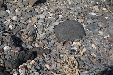 Vanessa Cardui kelebeği ekim ayında taşların üzerinde oturur. Vanessa Cardui, Cynthia Cardui, boyalı bayan, tüm kelebek türlerinin en yaygın olanıdır. Costa Calma, Fuerteventura, Las Palmas, Kanarya Adaları, İspanya.