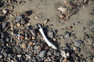 Bir memelinin kolunun boru kemiği, Matas Körfezi 'ndeki Atlantik Okyanusu kıyısındaki taşların üzerinde bulunur. Costa Calma, Fuerteventura, Las Palmas, Kanarya Adaları, İspanya.