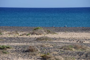 Martı Larus michahellis, Ekim ayında Matas Körfezi 'nde Atlantik Okyanusu kıyısında bulunur. Sarı bacaklı martı, Larus michahellis, büyük bir martıdır. Costa Calma, Fuerteventura, Las Palmas, Kanarya Adaları, İspanya.