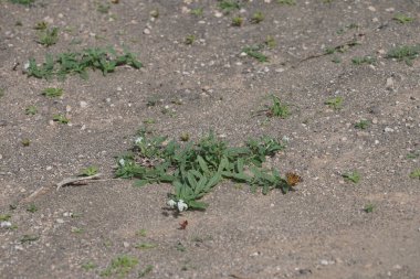 Ekim ayında bir Vanessa Cardui kelebeği Heliotropium ramosissimum 'un beyaz sarı çiçekleri üzerinde uçar. Vanessa Cardui, Cynthia Cardui, boyalı bayan tüm kelebek türlerinin en yaygın olanıdır. Costa Calma, Fuerteventura, Kanarya Adaları, İspanya.