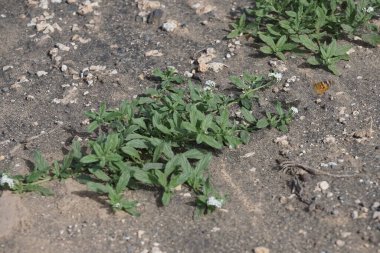 Ekim ayında bir Vanessa Cardui kelebeği Heliotropium ramosissimum 'un beyaz sarı çiçekleri üzerinde uçar. Vanessa Cardui, Cynthia Cardui, boyalı bayan tüm kelebek türlerinin en yaygın olanıdır. Costa Calma, Fuerteventura, Kanarya Adaları, İspanya.