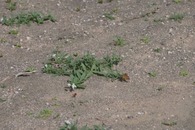 Ekim ayında bir Vanessa Cardui kelebeği Heliotropium ramosissimum 'un beyaz sarı çiçekleri üzerinde uçar. Vanessa Cardui, Cynthia Cardui, boyalı bayan tüm kelebek türlerinin en yaygın olanıdır. Costa Calma, Fuerteventura, Kanarya Adaları, İspanya.
