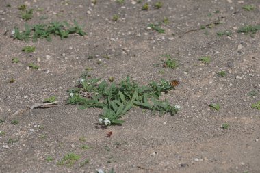 Ekim ayında bir Vanessa Cardui kelebeği Heliotropium ramosissimum 'un beyaz sarı çiçekleri üzerinde uçar. Vanessa Cardui, Cynthia Cardui, boyalı bayan tüm kelebek türlerinin en yaygın olanıdır. Costa Calma, Fuerteventura, Kanarya Adaları, İspanya.