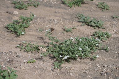 Ekim ayında bir Vanessa Cardui kelebeği Heliotropium ramosissimum 'un beyaz sarı çiçekleri üzerinde uçar. Vanessa Cardui, Cynthia Cardui, boyalı bayan tüm kelebek türlerinin en yaygın olanıdır. Costa Calma, Fuerteventura, Kanarya Adaları, İspanya.