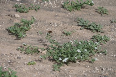 Ekim ayında bir Vanessa Cardui kelebeği Heliotropium ramosissimum 'un beyaz sarı çiçekleri üzerinde uçar. Vanessa Cardui, Cynthia Cardui, boyalı bayan tüm kelebek türlerinin en yaygın olanıdır. Costa Calma, Fuerteventura, Kanarya Adaları, İspanya.