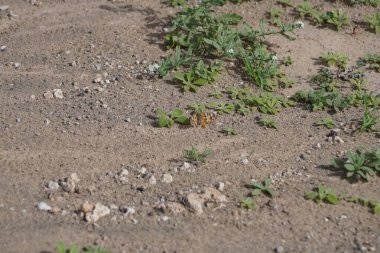 Ekim ayında bir Vanessa Cardui kelebeği Heliotropium ramosissimum 'un beyaz sarı çiçekleri üzerinde uçar. Vanessa Cardui, Cynthia Cardui, boyalı bayan tüm kelebek türlerinin en yaygın olanıdır. Costa Calma, Fuerteventura, Kanarya Adaları, İspanya.