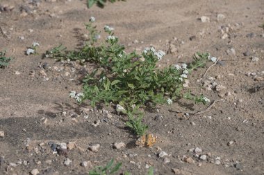 Ekim ayında bir Vanessa Cardui kelebeği Heliotropium ramosissimum 'un beyaz sarı çiçekleri üzerinde uçar. Vanessa Cardui, Cynthia Cardui, boyalı bayan tüm kelebek türlerinin en yaygın olanıdır. Costa Calma, Fuerteventura, Kanarya Adaları, İspanya.