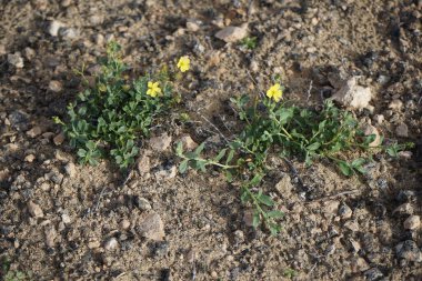 Helianthemum kanaryası ekim ayında vahşi doğada sarı çiçeklerle çiçek açar. Helianthemum canariense, Kistaceae familyasından bir bitki türü. Costa Calma, Fuerteventura, Kanarya Adaları, İspanya.