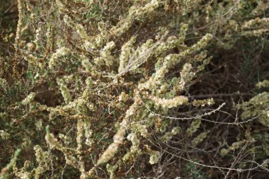 Caroxylon vermiculatum doğada ekim ayında çiçek açar. Caroxylon vermiculatum, Akdeniz tuzu, Salsola vermiculata ve Nitrosalsola vermiculata, Amaranthaceae familyasından bir bitki türü. Costa Calma, Fuerteventura, Kanarya Adaları. 