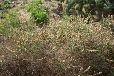 Caroxylon vermiculatum doğada ekim ayında çiçek açar. Caroxylon vermiculatum, Akdeniz tuzu, Salsola vermiculata ve Nitrosalsola vermiculata, Amaranthaceae familyasından bir bitki türü. Costa Calma, Fuerteventura, Kanarya Adaları. 