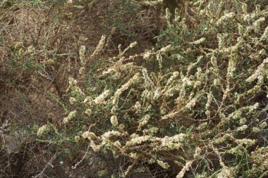 Caroxylon vermiculatum doğada ekim ayında çiçek açar. Caroxylon vermiculatum, Akdeniz tuzu, Salsola vermiculata ve Nitrosalsola vermiculata, Amaranthaceae familyasından bir bitki türü. Costa Calma, Fuerteventura, Kanarya Adaları. 