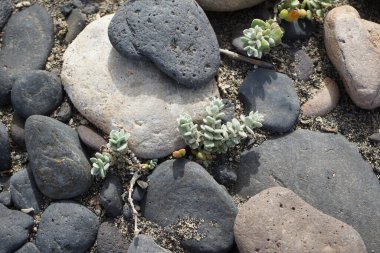 Polikarpaea nivea ekim ayında vahşi doğada yetişir. Polycarpaea nivea, çiçekli bir bitki cinsidir. Polycarpaea nivea, Polycarpaea cinsi ve Caryophyllaceae familyasına aittir. Costa Calma, Fuerteventura, Las Palmas, Kanarya Adaları, İspanya. 