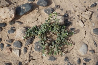 Helotropium ramosissimum ekim ayında vahşi doğada beyaz-sarı çiçeklerle çiçek açar. Heliotropium, geleneksel olarak Boraginaceae familyasına dahil olan bir bitki cinsidir. Costa Calma, Fuerteventura, Kanarya Adaları, İspanya. 