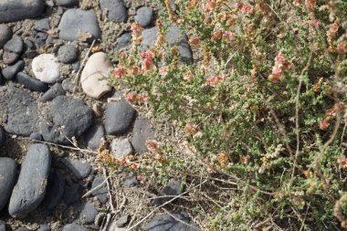 Caroxylon vermiculatum doğada ekim ayında çiçek açar. Caroxylon vermiculatum, Akdeniz tuzu, Salsola vermiculata ve Nitrosalsola vermiculata, Amaranthaceae familyasından bir bitki türü. Costa Calma, Fuerteventura, Kanarya Adaları. 