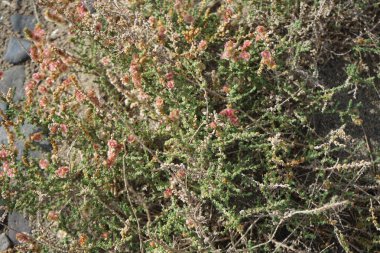 Caroxylon vermiculatum doğada ekim ayında çiçek açar. Caroxylon vermiculatum, Akdeniz tuzu, Salsola vermiculata ve Nitrosalsola vermiculata, Amaranthaceae familyasından bir bitki türü. Costa Calma, Fuerteventura, Kanarya Adaları. 