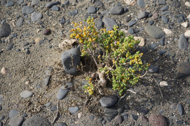 Zygophyllum fontanesii ekim ayında vahşi doğada yetişir. Tetraena fontanesii, Zygophyllum fontanesii, Zygophyllaceae familyasından bir bitki türü. Costa Calma, Fuerteventura, Las Palmas, Kanarya Adaları, İspanya.  