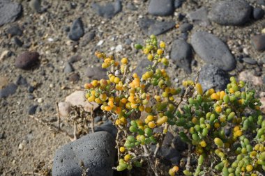Zygophyllum fontanesii ekim ayında vahşi doğada yetişir. Tetraena fontanesii, Zygophyllum fontanesii, Zygophyllaceae familyasından bir bitki türü. Costa Calma, Fuerteventura, Las Palmas, Kanarya Adaları, İspanya.  