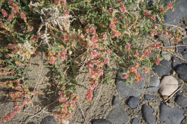 Caroxylon vermiculatum doğada ekim ayında çiçek açar. Caroxylon vermiculatum, Akdeniz tuzu, Salsola vermiculata ve Nitrosalsola vermiculata, Amaranthaceae familyasından bir bitki türü. Costa Calma, Fuerteventura, Kanarya Adaları. 