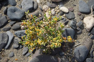 Zygophyllum fontanesii ekim ayında vahşi doğada yetişir. Tetraena fontanesii, Zygophyllum fontanesii, Zygophyllaceae familyasından bir bitki türü. Costa Calma, Fuerteventura, Las Palmas, Kanarya Adaları, İspanya.  