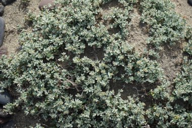 Polikarpaea nivea ekim ayında vahşi doğada yetişir. Polycarpaea nivea, çiçekli bir bitki cinsidir. Polycarpaea nivea, Polycarpaea cinsi ve Caryophyllaceae familyasına aittir. Costa Calma, Fuerteventura, Las Palmas, Kanarya Adaları, İspanya. 
