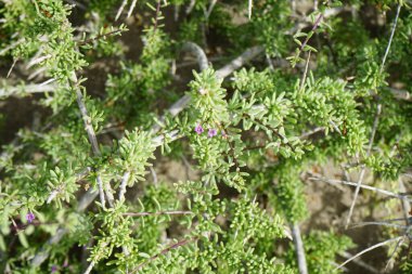 Lycium intricatum ekim ayında mor çiçeklerle çiçek açar. Lycium intricatum, Solanaceae familyasından bir bitki türüdür. Costa Calma, Fuerteventura, Las Palmas, İspanya. 