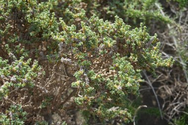 Traganum moquinii ekim ayında vahşi doğada yetişiyor. Traganum, Amaranthaceae familyasından bir bitki cinsidir. Costa Calma, Fuerteventura, Las Palmas, Kanarya Adaları, İspanya.