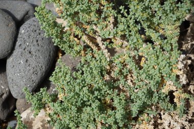 Traganum moquinii ekim ayında vahşi doğada yetişiyor. Traganum, Amaranthaceae familyasından bir bitki cinsidir. Costa Calma, Fuerteventura, Las Palmas, Kanarya Adaları, İspanya.